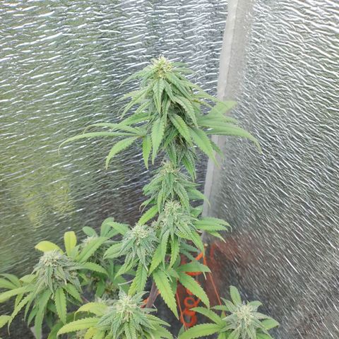 Esqueje faker growlog photo: Se regó con 3ml de max y 2 de bloom por L