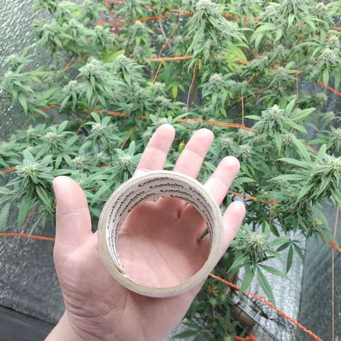 Esqueje faker growlog photo: Se regó con 3ml de max y 2 de bloom por L