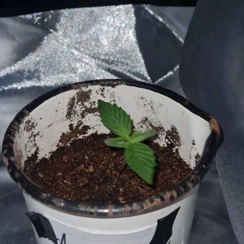 Amnesia Auto growlog timeline photo
