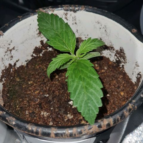 Amnesia Auto growlog timeline photo