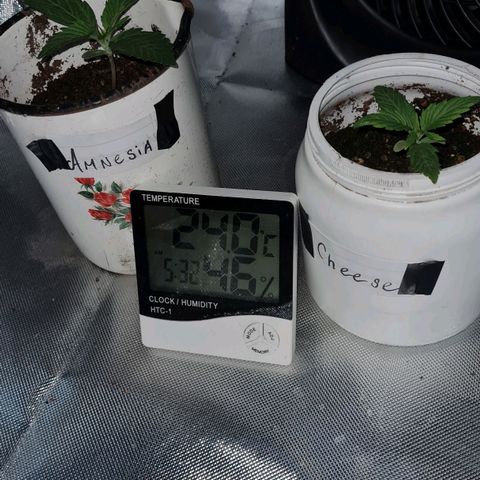 Amnesia Auto growlog timeline photo