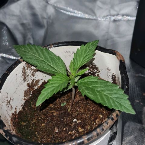 Amnesia Auto growlog timeline photo