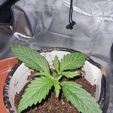 Amnesia Auto growlog timeline photo