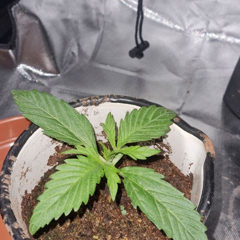 Amnesia Auto growlog timeline photo