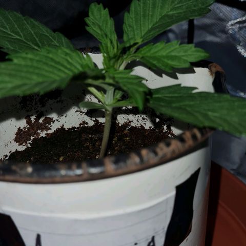 Amnesia Auto growlog photo: Riegos constantes poca agua