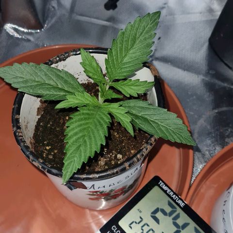 Amnesia Auto growlog photo: Riegos constantes poca agua