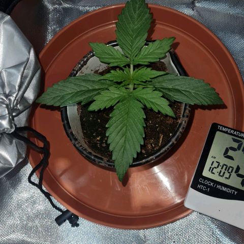 Amnesia Auto growlog timeline photo