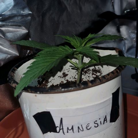 Amnesia Auto growlog timeline photo