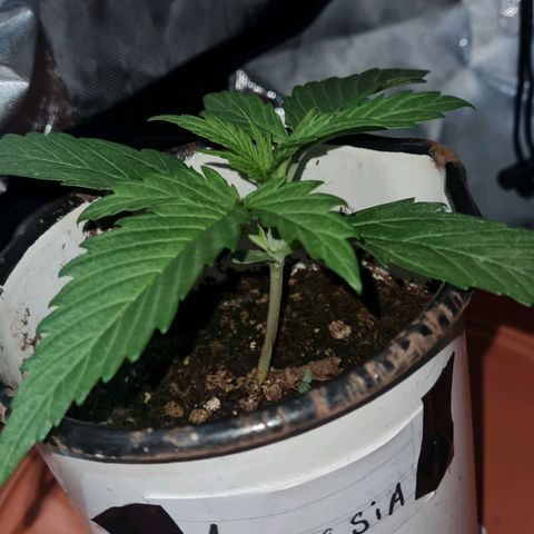 Amnesia Auto growlog timeline photo