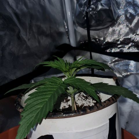 Amnesia Auto growlog timeline photo