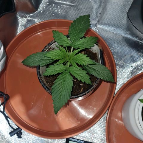 Amnesia Auto growlog timeline photo