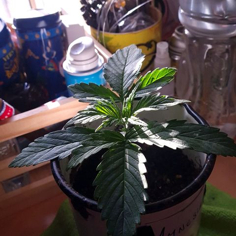 Amnesia Auto growlog timeline photo