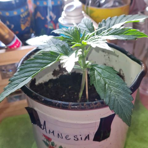 Amnesia Auto growlog timeline photo