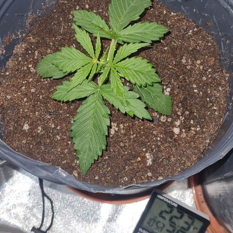 Amnesia Auto growlog timeline photo