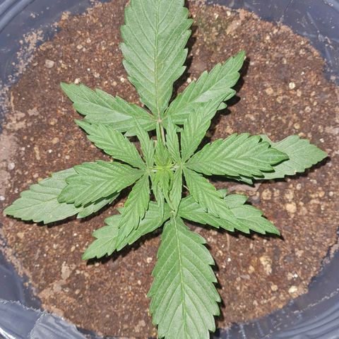 Amnesia Auto growlog timeline photo