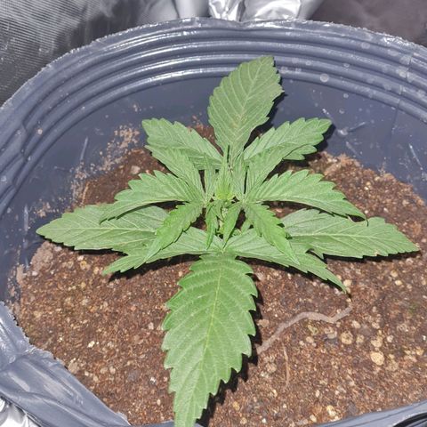Amnesia Auto growlog timeline photo