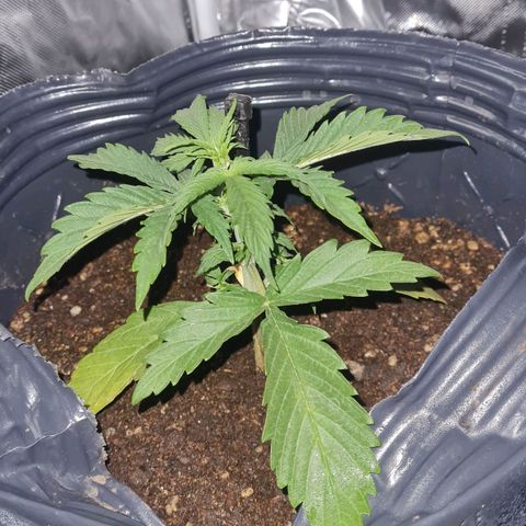 Amnesia Auto growlog timeline photo