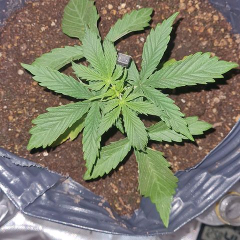 Amnesia Auto growlog timeline photo