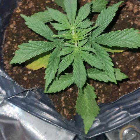 Amnesia Auto growlog timeline photo