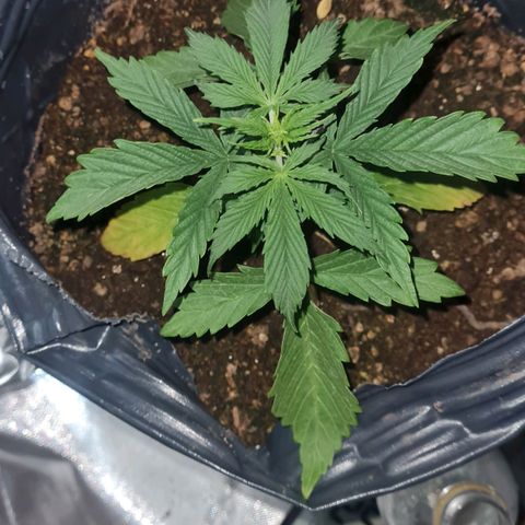 Amnesia Auto growlog timeline photo