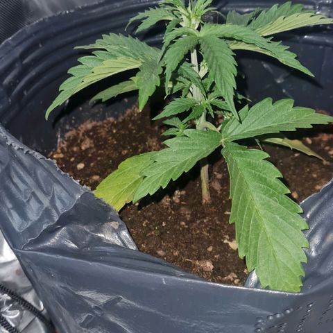Amnesia Auto growlog timeline photo