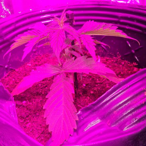Amnesia Auto growlog timeline photo