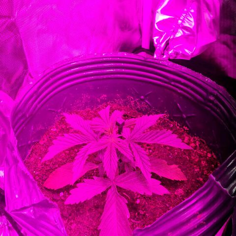 Amnesia Auto growlog timeline photo