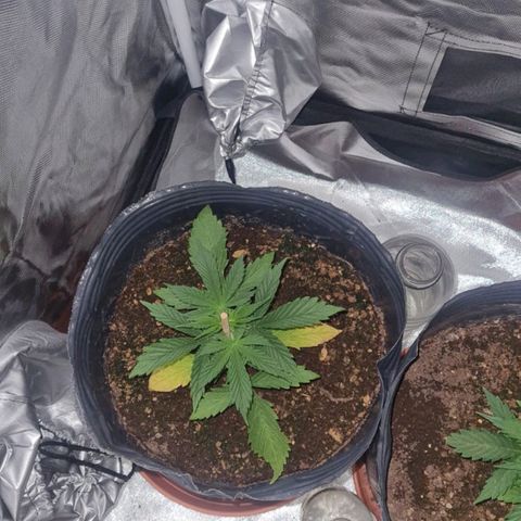 Amnesia Auto growlog timeline photo