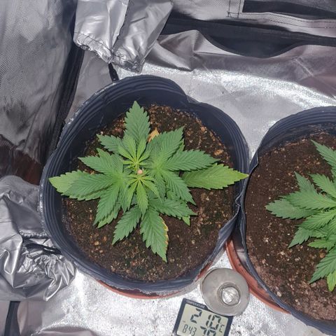 Amnesia Auto growlog photo: NOCHE
21°
80%