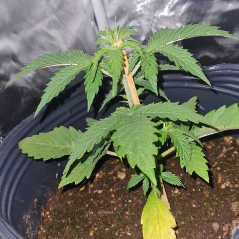Amnesia Auto growlog photo: NOCHE
21°
80%