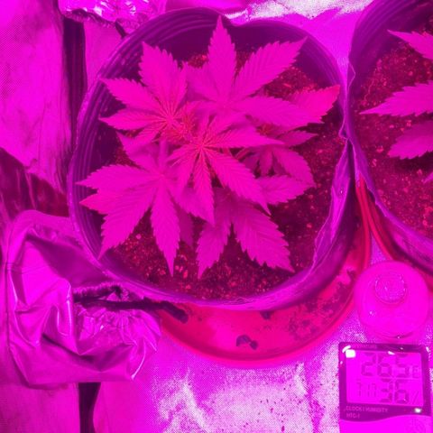 Amnesia Auto growlog timeline photo
