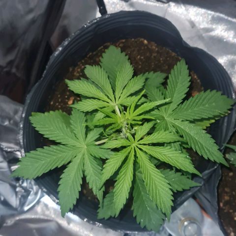 Amnesia Auto growlog timeline photo