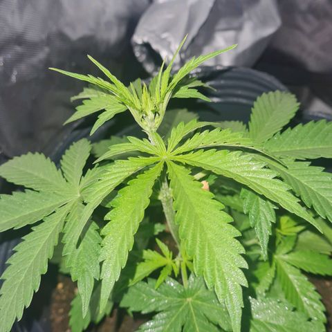 Amnesia Auto growlog timeline photo