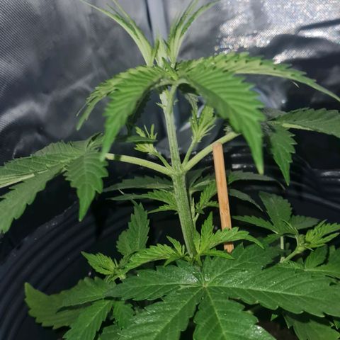 Amnesia Auto growlog timeline photo