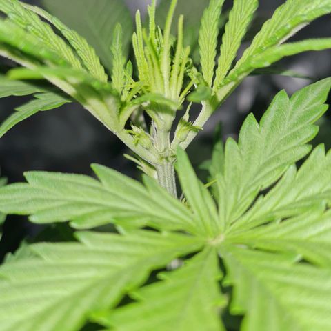Amnesia Auto growlog timeline photo