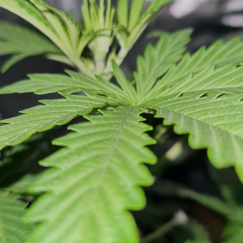 Amnesia Auto growlog timeline photo