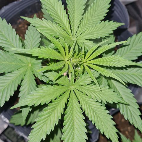 Amnesia Auto growlog timeline photo