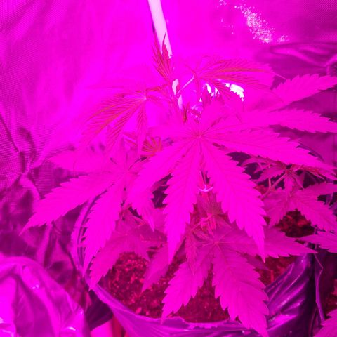 Amnesia Auto growlog timeline photo