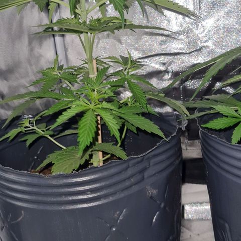 Amnesia Auto growlog timeline photo