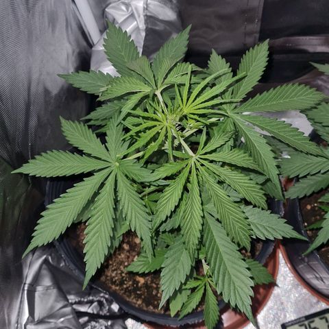 Amnesia Auto growlog timeline photo