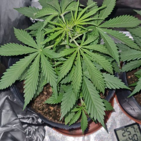 Amnesia Auto growlog timeline photo