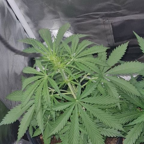 Amnesia Auto growlog timeline photo