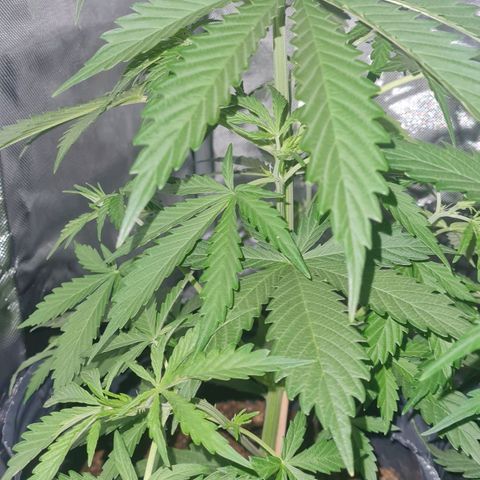 Amnesia Auto growlog timeline photo