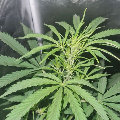 Amnesia Auto growlog timeline photo