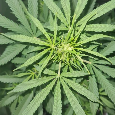 Amnesia Auto growlog timeline photo