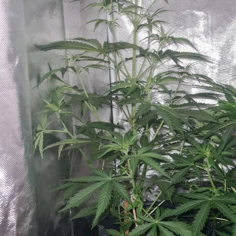 Amnesia Auto growlog timeline photo
