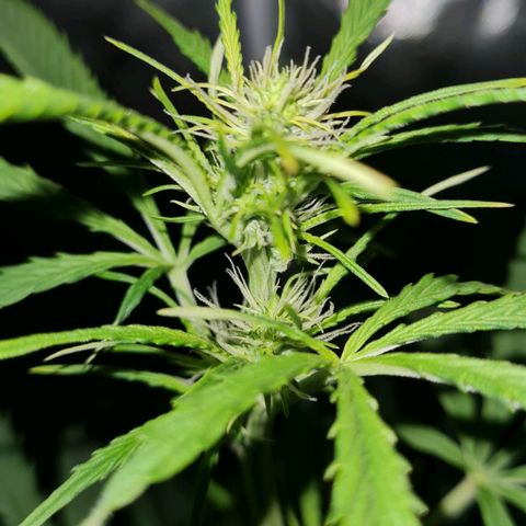 Amnesia Auto growlog timeline photo