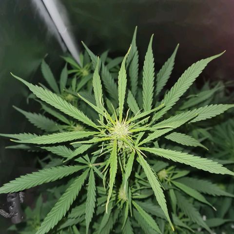 Amnesia Auto growlog timeline photo