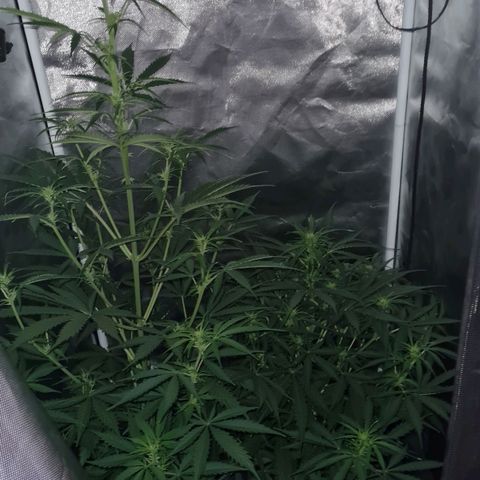 Amnesia Auto growlog timeline photo