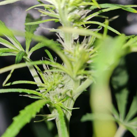 Amnesia Auto growlog timeline photo